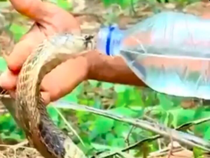 Thirsty cobra snake drank water from bottle people liked video very much Viral Video: प्यासे कोबरा सांप ने बोतल से पीया पानी, लोगों को खूब पसंद आ रहा वीडियो