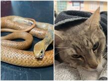 जांबाज पालतू बिल्ली को सलाम, जहरीले सांप से लड़कर अपनी जान गंवा दी, लेकिन दो बच्चों को आंच नहीं आने दिया