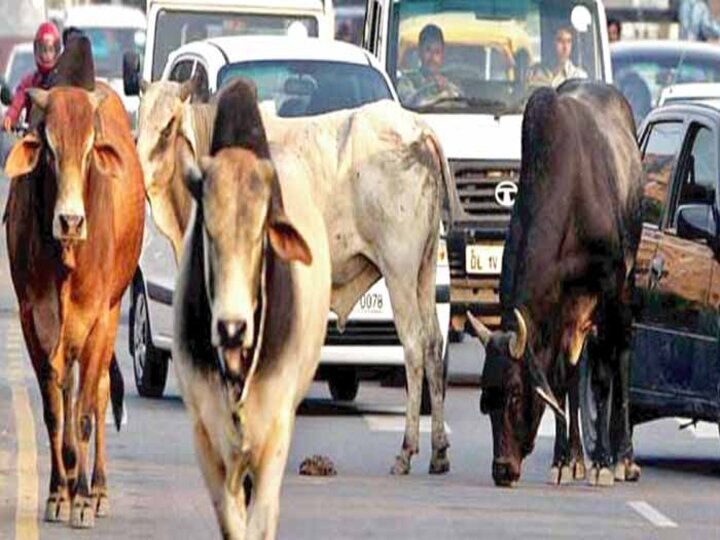 Stray Cattle Owners: Increased trouble for stray cattle owners, may have to pay a fine of 5 thousand Stray Cattle Owners: आवारा पशु मालिकों के लिए बढ़ी मुसीबत, देना पड़ सकता है 5 हजार का जुर्माना