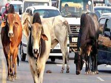 Stray Cattle Owners: आवारा पशु मालिकों के लिए बढ़ी मुसीबत, देना पड़ सकता है 5 हजार का जुर्माना