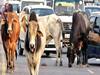 Stray Cattle Owners: आवारा पशु मालिकों के लिए बढ़ी मुसीबत, देना पड़ सकता है 5 हजार का जुर्माना