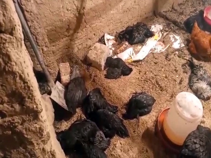 Veterinary department no clue death of Kadkanath chickens in pauri uttarakhand ann 300 से अधिक कड़कनाथ मुर्गियों के मरने से उड़ी पशु चिकित्सा विभाग की नींद, पढ़ें- पूरी खबर