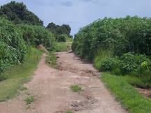 ओडिशा के मलकानगिरी में स्कूली छात्रों ने खुद की सड़क की मरम्मत, स्कूल जाने में आ रही थी दिक्कतें