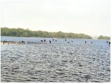 Big Bird Day: दिल्ली-NCR में पक्षी की प्रजातियों की तादाद बढ़ी, एक्सपर्ट ने जताई खुशी