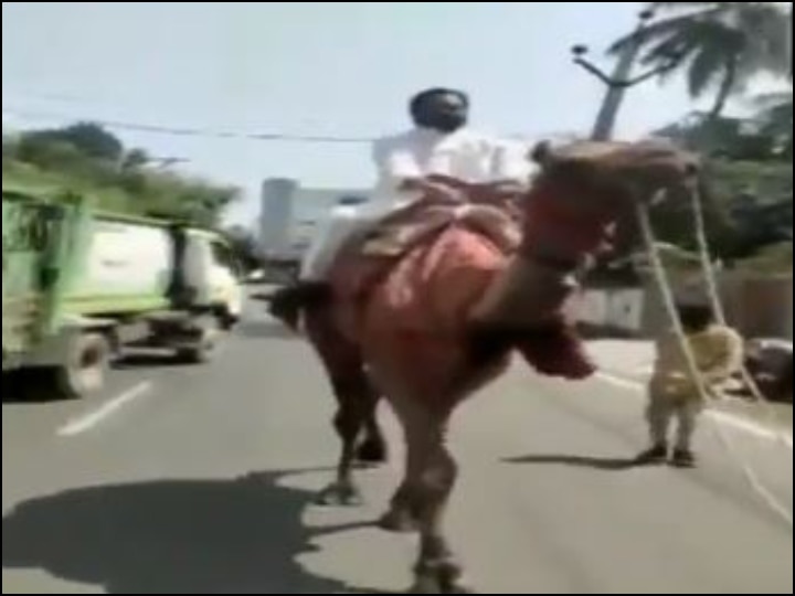 Congress leader GV Harsha Kumar rides a camel as a mark of protest against the fuel price hike In Andhra Pradesh ऊंट पर बैठकर पेट्रोल-डीज़ल की बढ़ती कीमतों का कांग्रेस नेता ने किया विरोध, सामने आया वीडियो