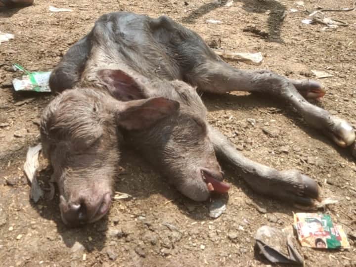भैंस ने दिया दो मुंह वाले बच्चे को जन्म, देखने के लिए उमड़ी भीड़ Varanasi: buffalo gave birth to two-faced baby, crowds gathered to see ANN भैंस ने दिया दो मुंह वाले बच्चे को जन्म, देखने के लिए उमड़ी भीड़