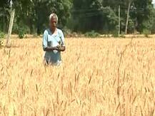 देश में पहली बार रिकॉर्ड 30 करोड़ टन अनाज उत्पादन का अनुमान, कृषि मंत्री बोले- रंग लाई सरकार की नीतियां