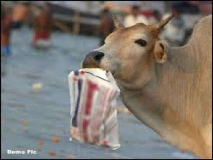 Faridabad: 71 kg plastic from cow's belly हरियाणा: फरीदाबाद में गाय के पेट से निकली 71 किलो प्लास्टिक, जानिए क्या है पूरा मामला