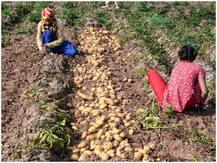 पीएम किसान सम्मान निधि: बंगाल के किसानों को अभी करना पड़ेगा और इंतजार, ममता सरकार चल रही कछुए की चाल