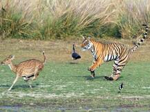 पीलीभीत: बाघ ने हिरन के बच्चे का किया शिकार, डीएफओ बोले- नेचुरल है ये घटना