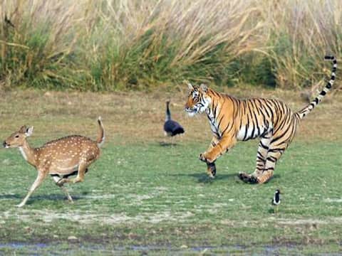 पीलीभीत: बाघ ने हिरन के बच्चे का किया शिकार, डीएफओ बोले- नेचुरल है ये घटना