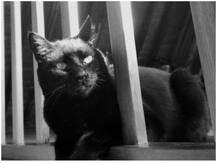 यात्री विमान के कॉकपिट में घुसी बिल्ली, हंगामा हाईजैक का हुआ और करनी पड़ी इमरजेंसी लैंडिंग, जानें- पूरा मामला