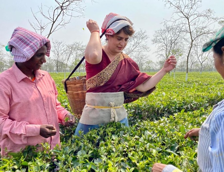 Priyanka Gandhi Assam Election 2021 See Priyanka Gandhi Plucking Tea Leaf Photos with Tea Garden Laborers चुनावों के बीच मिशन असम पर प्रियंका गांधी, चाय बागान में मजदूरों के बीच माथे से टोकरी लगाकर तोड़ीं पत्तियां