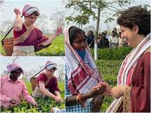 Photos: प्रियंका गांधी ने चाय बागान में मजदूरों संग तोड़ीं पत्तियां, कहा- इनसे मिला प्यार नहीं भूलूंगी