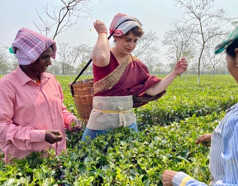 Photos: प्रियंका गांधी ने चाय बागान में मजदूरों संग तोड़ीं पत्तियां, कहा- इनसे मिला प्यार नहीं भूलूंगी