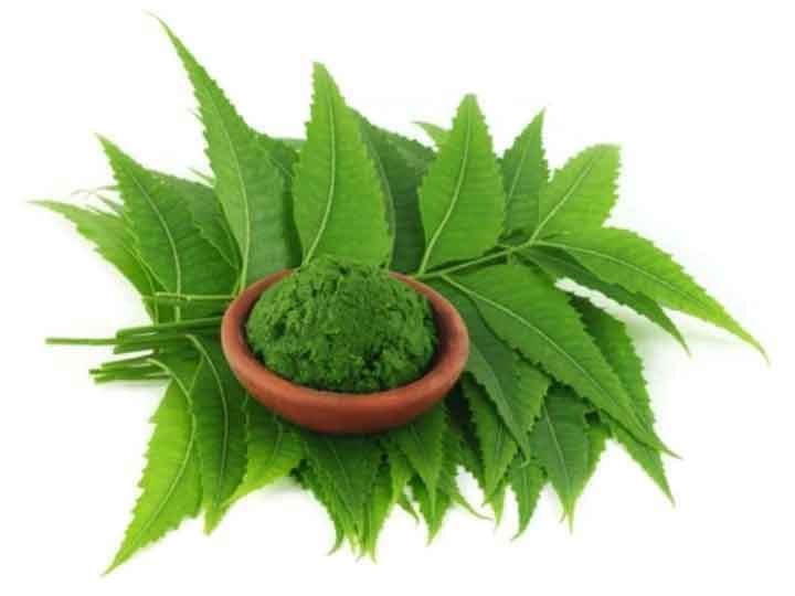 Chewing neem leaves gives you great benefits, you will be surprised to know Health Tips: नीम के पत्ते चबाने से मिलते हैं शानदार फायदे, जानकर रह जाएंगे हैरान