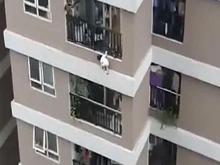 delivery boy catches two year old girl falling from 12th floor balcony Vietnam Hanoi 12वीं मंजिल की बालकनी से नीचे गिरी दो साल की बच्ची, डिलीवरी ब्वॉय ने अपनी सूझबूझ से ऐसे बचाई मासूम की जान