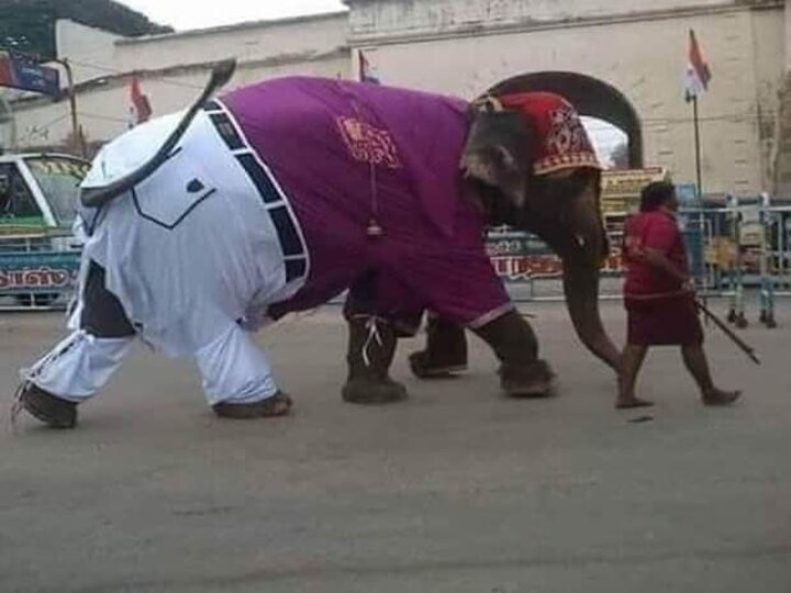 Innovative Elephant : Anand Mahindra convinced of the elephant's tricks in the suit, gave 'Ele-pants' to the elephant Innovative Elephant : सूट पहने हाथी की मस्तानी चाल के कायल हुए आनंद महिंद्रा, हाथी को दिया 'एलि-पैंट’ नाम