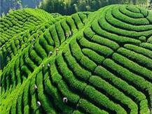 असम में छिड़ा फोटो वॉर, कांग्रेस के जारी तस्वीर पर बोले हेमंत सरमा- 'ये असम नहीं, ताइवान का है चाय बागान'