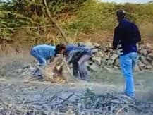 Viral Video: जाल में फंसे शेर के बच्चे को फॉरेस्ट गार्ड ने कराया आजाद, देखिए वीडियो