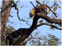 Viral Video: पेड़ पर हुई ब्लैक पैंथर और तेंदुए की बीच मुठभेढ़, देखें ये खौफनाफ नज़ारा