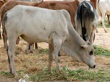 पशुओं को जहरीला पदार्थ खिलाकर करते थे ये काम, पुलिस ने 14 तस्करों को किया गिरफ्तार