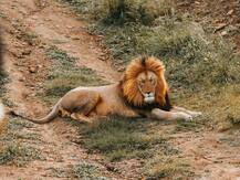 गुजरात: जूनागढ़ के गिर नेशनल पार्क में पिछले 2 सालों में हुई 313 शेरों की मौत हुई