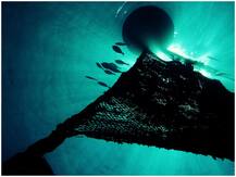 हिंद महासागर की घटती टूना को बचाने के लिए बातचीत शुरू, 30 देश हुए बैठक में शामिल