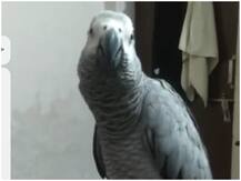 इंसान की आवाज में बोलने वाले अफ्रीकन नस्ल के तोते को ढूंढने में जुटी है अलीगढ़ पुलिस, पढ़ें ये दिलचस्प खबर