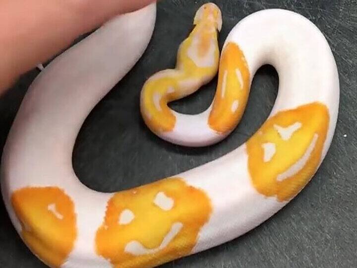 Snake with smiley: Ever seen a snake with 3 smiley faces? 4.37 lakh rupees cost of snake 19 साल क लड़के ने बनाया स्माइली प्रिंट वाला असली सांप, 4.37 लाख रुपये लगी कीमत