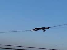 Viral: इंटरनेट पर बंदरों की मस्ती का वीडियो हुआ वायरल, बिजली के तारों पर झूलते दिखे बंदर