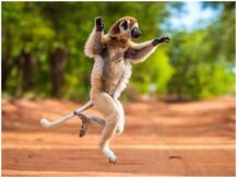 बॉलिंग एक्शन में खड़ा था जानवर, IPS ने दिया नाम के साथ खाली जगह भरने का टास्क