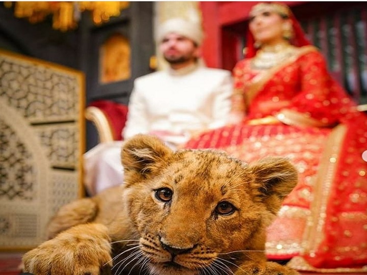 Pakistani couple took photo with lion cub in marriage, allegation of giving drugs to cub पाकिस्तानी कपल ने शादी में शेर के बच्चे के साथ खिंचाई फोटो, शावक को ड्रग्स देने के लग रहे आरोप