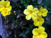 उत्तराखंड: फुलारी पर्व पर फूलों की देवी को पूजते हैं बच्चे, बसंत के आगमन की खुशी में मनाया जाता है त्योहार