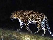 उत्तराखंड: पौड़ी में गुलदार की दहशत, शाम होने से पहले ही घरों में दुबक जाते हैं लोग