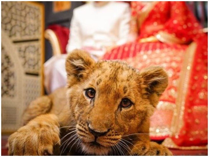 In Pakistan a lion's child is seen sitting next to the bride and groom video goes viral पाकिस्तान में दूल्हा-दुल्हन के पास बैठा दिखा शेर का बच्चा, वीडियो वायरल होने पर लोगों में गुस्सा, जानिए वजह