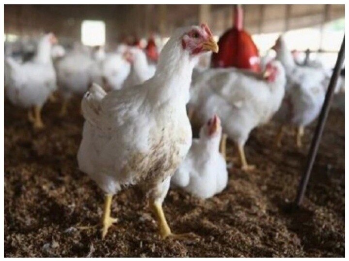 Bird Flu Terror: Tochigi in Japan faces new outbreak, 77,000 chickens will be culled Bird Flu Terror:  जापान के टोचिगी प्रांत में प्रकोप, 77 हजार मुर्गियों को मारने का आदेश