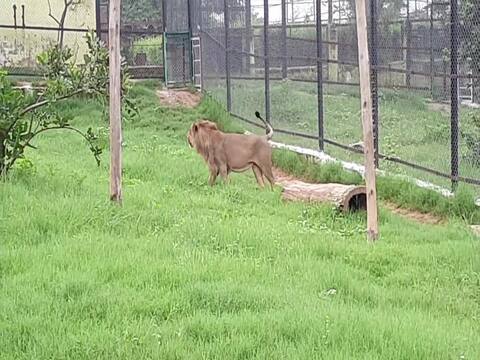 Lion Safari: पर्यटकों का इंतजार खत्म, बाड़े के बाहर शरों को चहलकदमी करते देख पाएंगे दर्शक Lion Safari: पर्यटकों का इंतजार खत्म, बाड़े के बाहर शरों को चहलकदमी करते देख पाएंगे दर्शक