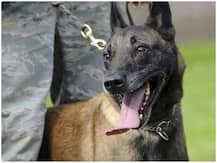 Watch: क्या कोरोना वायरस के खिलाफ लड़ाई में कुत्ते बन सकते हैं हमारे सहयोगी, जानिए रोचक खबर