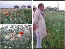 बुंदेलखंड के किसानों ने सूखाग्रस्त क्षेत्र में शुरू की केसर की खेती, करना पड़ता है ये काम