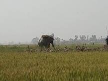 बिहार: सिवान में पागल हाथी ने मचाया उत्पात, महावत की पटक कर ली जान, दहशत में ग्रामीण