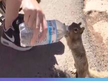 Viral: गिलहरी को बच्चों की तरह पानी पिलाते शख्स का वीडियो वायरल, लोगों के दिलों को छू रहा वीडियो