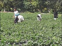 भारत-पाकिस्तान सीमा: खेतों में बारूद की महक नहीं, अब बिखर रही है स्ट्रॉबेरी की सुगंध, पढ़ें पूरी खबर