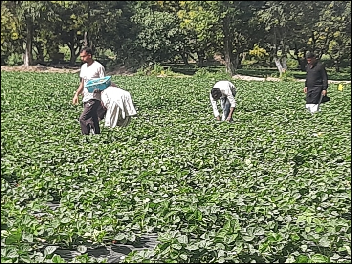Jammu and kashmir: Farming at India pakistan international border ANN भारत-पाकिस्तान सीमा: खेतों में बारूद की महक नहीं, अब बिखर रही है स्ट्रॉबेरी की सुगंध, पढ़ें पूरी खबर