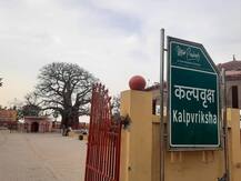 यूपी सरकार की पहल, 100 साल से ज्यादा दुर्लभ पेड़ों के संरक्षण में हमीरपुर का कल्पवृक्ष शामिल