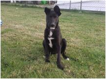 कुत्ते के मालिकाना हक को साबित करने के लिए चार महीने चली जंग, 'कोको' के DNA टेस्ट पर 30 हजार खर्च होने के बाद मिला असली मालिक