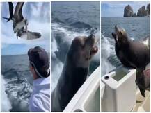 बीच समुद्र में बोट पर खड़ा शख्स पक्षियों को खिला रहा था मछ्ली, अचानक लहरों के बीच से निकल आया कुछ ऐसा..See Video