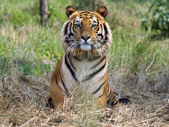 pilibhit Four cubs of dead tigers were rescued by the forest department team ann पीलीभीत: मृत बाघिन के चार शावकों को वन विभाग की टीम ने किया रेस्क्यू, पढ़ें- खबर
