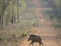 सुलतानपुर में जंगली सुअर के हमले में एक किसान की मौत, दो घायल