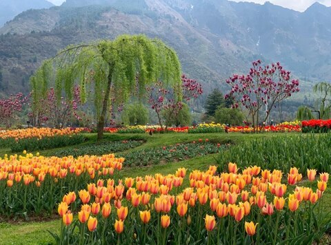 Tulip Festival Pics: एशिया का सबसे बड़ा ट्यूलिप गार्डन जनता के लिए खुला, पीएम मोदी ने की ये अपील